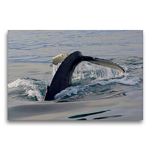 CALVENDO Toile de qualité supérieure 75 x 50 cm - Motif Buckelwal de Husavik - Tableau sur châssis - Impression sur Toile véritable - Orte