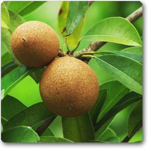 Mphmi Chiku, Chikku, Chikoo ( Grown Through ) - Plant