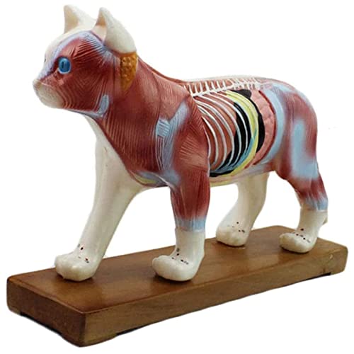 Sweet taize Modelo de acupuntura Corporal de Gato, Modelo de acupuntura Animal para Que los Veterinarios aprendan anatomía Animal, 30 cm