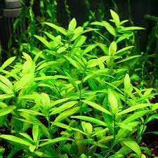 Maalavya Hygrophila Polysperma Green Live Aquarium Aquatic Plant (8 to 10 Stems) with Pot (Pack Of 2) (B0BN8NVVT4) Amazon Price History, Amazon Price Tracker