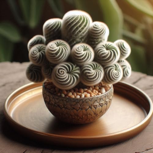 Image of NooElec Seeds India 50+ SEEDS- Swirling Cactus Seeds For Planting Home Garden- Grow Indoor & Outdoor- All Year.