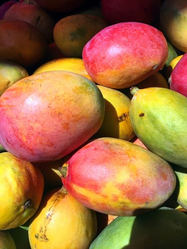 Image of Sindhri Mango Plant Hybrid 1 Healthy Live Plant (Grafted Plant, 2-3 Feet Height) PB 52