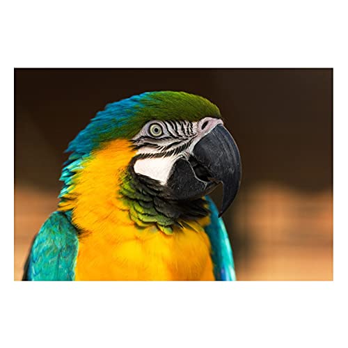 Kit complet de peinture au diamant oiseau grande taille 80x220cm, idée cadeau artisanat