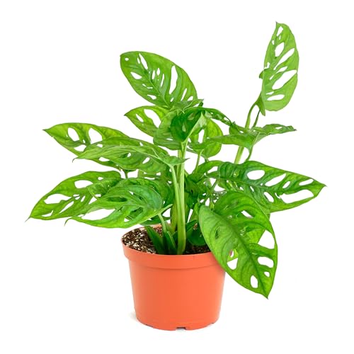 Shop Succulents Monstera Adansonii Trailing Plant, Live Indoor Plant, Easy Care Swiss Cheese Houseplant in Nursery Pot, Air Purifying Plant in Soil, Housewarming, Home Décor, 6' Pot