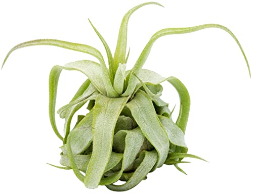 Tillandsia streptophylla, plantes d'intérieur Cover