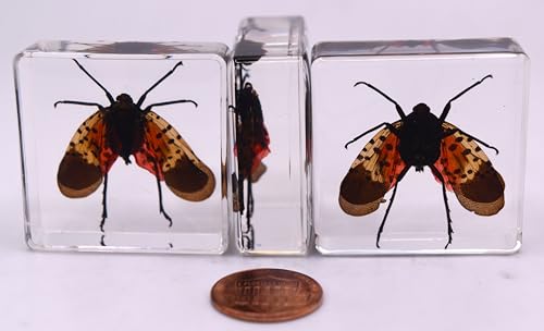 Image of 38mm Real Spotted Lanternfly Cicada in Crystal Clear Lucite Resin Specimen Preserved Small Insect Taxidermy Decor Crafts Collection for Biology Science Education & Desk Display Supplies