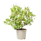 Verdecora Ligustro Texanum en maceta 5 litros| Ligustrum japonicum 'Texanum' | Arbusto Natural de Exterior | Follaje Denso y Verde Brillante | Ideal para Setos, Jardines y Terrazas