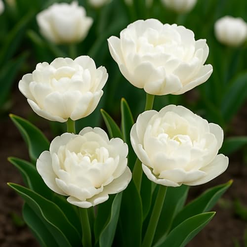 Mount Tacoma Double Tulip Bulbs – Lush, Pure White Peony-Style Blooms (5 Bulbs)
