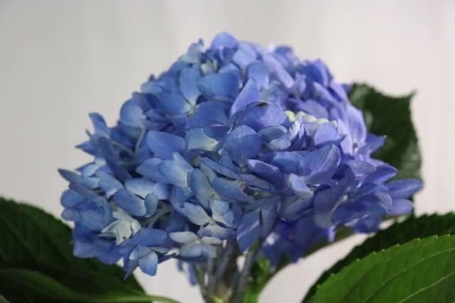 クリザール フレッシュライナー 750mm クリザールジャパン 花材 代引不可 アジサイ タ種 湿度改善包装資材 紫陽花 250枚