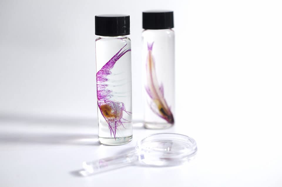 Image of DIY Transparent Specimen Kit, Shrimp
