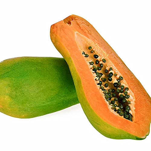 パパイヤ レッドバレル10.5cmポット苗【品種で選べる野菜・果樹苗 3.5号ポット/2個セット】学名：Caricaceae Carica/タイプ：パパイヤ科パパイヤ属 常緑小高木/結実：1本で結実します/収穫時期：10月/果実の大きさ：1～1.5kg/フルーツ用の平均糖度：13度/果実の用途：生食、加工用(お菓子、ジュースなど)、料理など●レッドバレルは中玉のフルーツ・野菜兼用品種で実付きの良さが特徴です。果重1～1.5キログラムの中玉パパイヤ。果肉は橙赤色で糖度は13度前後。しっとりとした甘さが特徴。野菜果物兼用品種。【※商品の特性上、背丈・形・大きさ等、植物には個体差がありますが、同規格のものを送らせて頂いております。また、植物ですので多少の枯れ込みやキズ等がある場合もございます。予めご了承下さい】 - ＩＴＡＮＳＥ - 商品画像