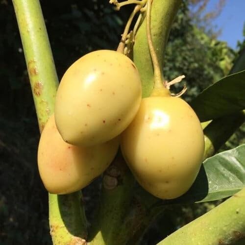 Tamarillo White Egg Seeds (Tropical Fruit Seeds)