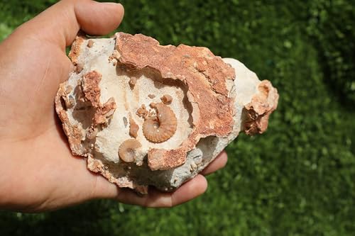 Image of Ammonites & Gastropods Plate Cretaceous Fossils Fossils from Morocco Fossil Rock ammonites Fossil from Morocco A196