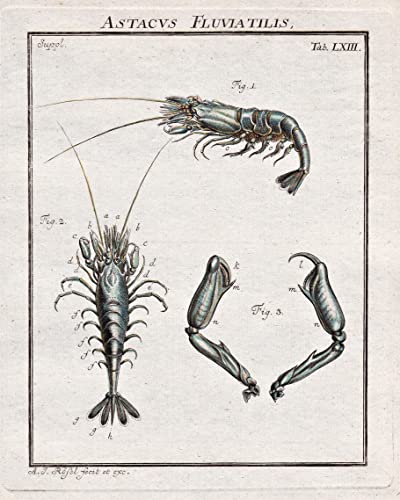 Astacus Fluviatilis Tab LXIII - Krebse crab Krabbe Cancer aus: 