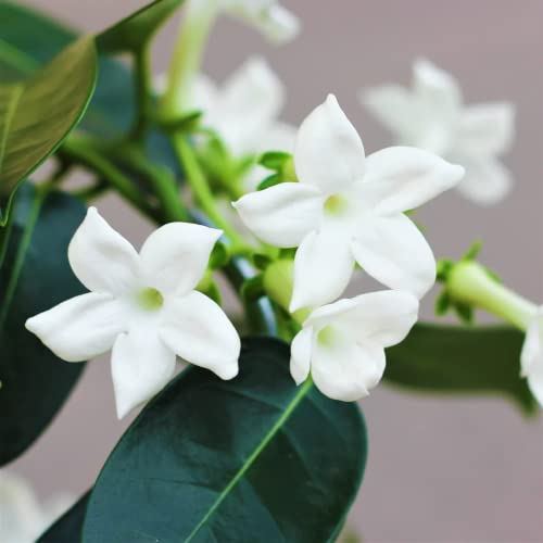 CHUXAY GARDEN Stephanotis Floribundas Seed 50 Seeds Madagascan Jasmine Flowering Plant Evergreen Climber Striking Landscaping Plant Excellent Addition to Garden
