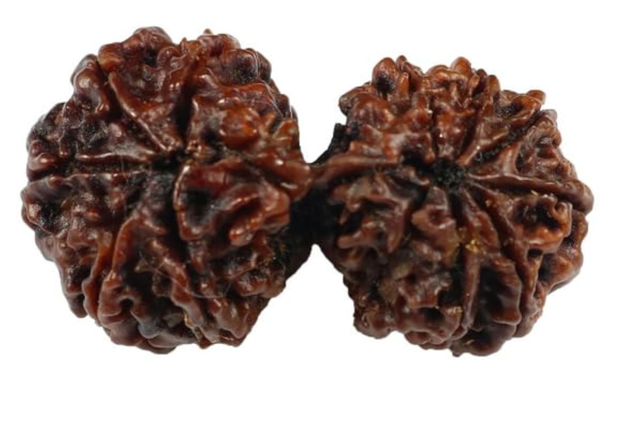 Genuine Gori Shankar Rudraksha Beads, Holy Pendant Making