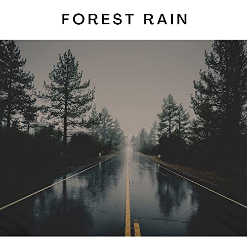 A Light Rain in the Forest