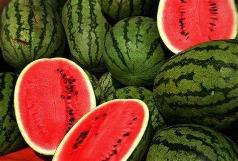 25 Striped Klondike Blue Ribbon Watermelon Seeds For Planting Heirloom Non Gmo 2 Grams Of Seeds Garden Vegetable Bulk Survival #TOP22
