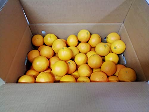 18 KG - FRISCHE KALABRISCHE ORANGEN - Gemischtes Kaliber - Süßer Geschmack - Unbehandelte und garantiert essbare Schale - Giardino Digitale - Hergestellt in Kalabrien in Corigliano Calabro - ITALIEN