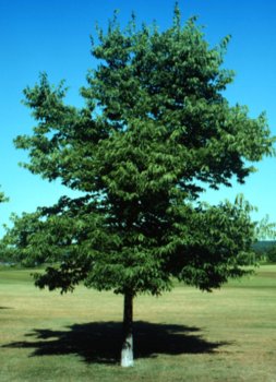 Celtis occidentalis: Common Hackberry Seeds