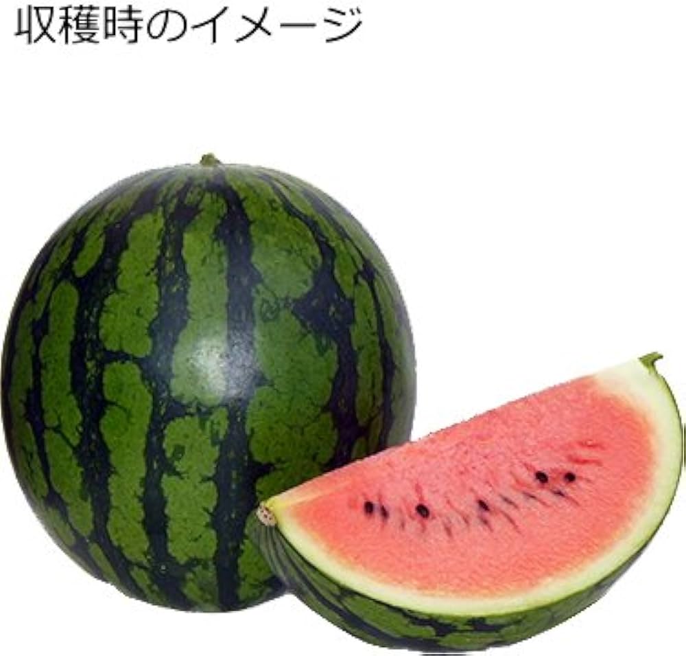 Amazon | スイカ ベランダdeスイカ 10.5cmポット苗 接ぎ木 西瓜