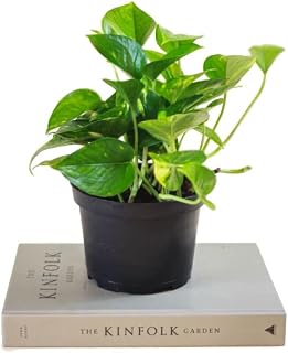 Poto Natural Planta de Interior Ideal para Iniciarse en la Jardinería