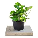 Poto Natural Planta de Interior Ideal para Iniciarse en la Jardinería