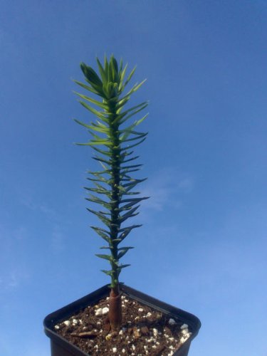 2 Years Old Araucaria ARAUCANA Monkey Puzzle Tree in 8CM Pot Lovely Condition