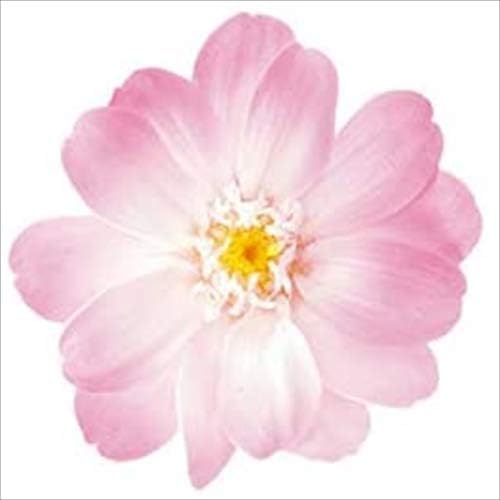 Amazon 大地農園 日本製 プリザーブドフラワー ジニア 小 グラデーション 花径約3 5 5cm 12輪 ホワイトピンク プリザーブドフラワー オンライン通販