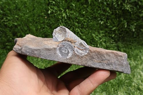 Image of Natural Orthoceras Fossil Plate from Devonian Period Fossil from Morocco A264
