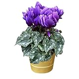 花のギフト社 シクラメン ギフト プレゼント 誕生日 鉢植え 鉢花 4号鉢 紫 サムライ 江戸ノ青