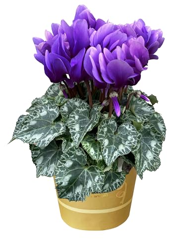 花のギフト社 シクラメン ギフト プレゼント 誕生日 鉢植え 鉢花 4号鉢 紫 サムライ 江戸ノ青のサムネイル