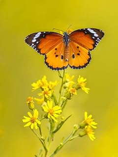 adrium Cuadro de aluminio compuesto de 70 x 90 cm: tigre simple o mariposa monarca africana (Danaus Chrysippus) encarnado sobre flor amarilla que captura la luz del sol (104945028)