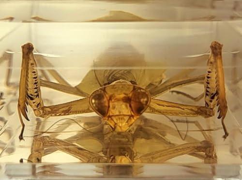 Image of 4.3 inch Real Praying Mantis in Crystal Clear Lucite Resin Crafts Specimen Real Preserved Various Animal Insect Bug Taxidermy Collection for Biology Science Education & Desk Ornament Display