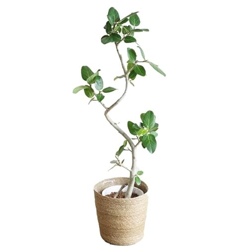 フィカス ベンガレンシス 観葉植物 本物 8号 やわらかいかご付 ベンガルゴムの木 インテリア 8号 大型 中型