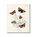 Stupell Industries Vintage Butterfly Specimens Canvas Wall Art by Piddix