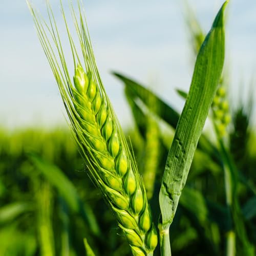 semillas de trigo - semillas de hortalizas variedades antiguas Compre semillas y plantas de hortalizas de invierno orgánicas plantas verdes plantas de interior Verduras de invierno, 200pcs