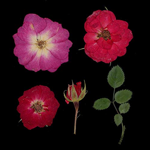 Flores secas naturales prensadas, pack 4 unidades miniatura 6