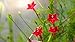 Produktbild Kardinalswinde 10 Samen, Ipomoea x multifida (Ipomea Cardinal Climber)