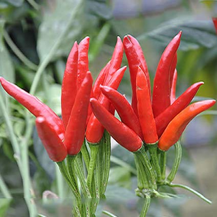 Chilli Pepper Pusa Sadabhar 100 seeds pack by Taarush Agro (B08WRY4543) Amazon Price History, Amazon Price Tracker