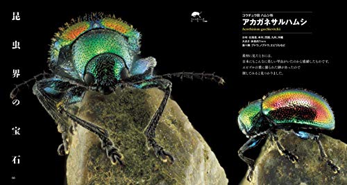 日本の美しい虫たち こんなきれいな虫がほんとにいるの スモールズー