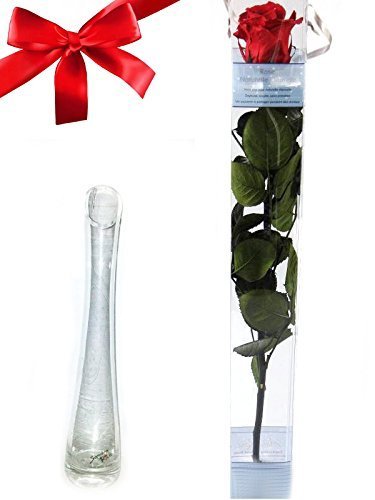 Rosa stabilizzata, rossa + Vaso di vetro, altezza 26 centimetri