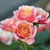 Heirloom Grandiflora Roses, Live Own Root Plant, State of Grace™
