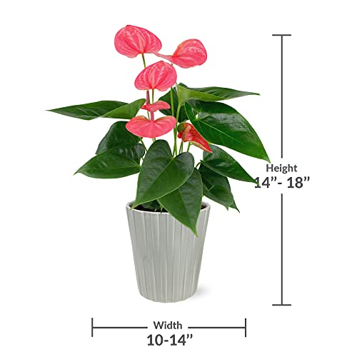 Just Add Ice Ja5108 Live Pink Anthurium Plant For Indoors In Grey Nate Ceramic Pottery, Ever-Blooming Flowers, Easy To Grow Flowering Gift, Fully-Rooted Houseplant Home Décor, 5" Diameter, 16" Tall #TOP5