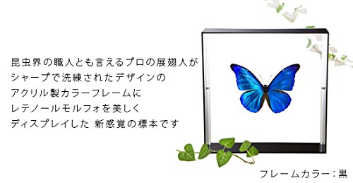 Amazon.co.jp: 蝶の標本 レテノールモルフォ Morpho rhetenor