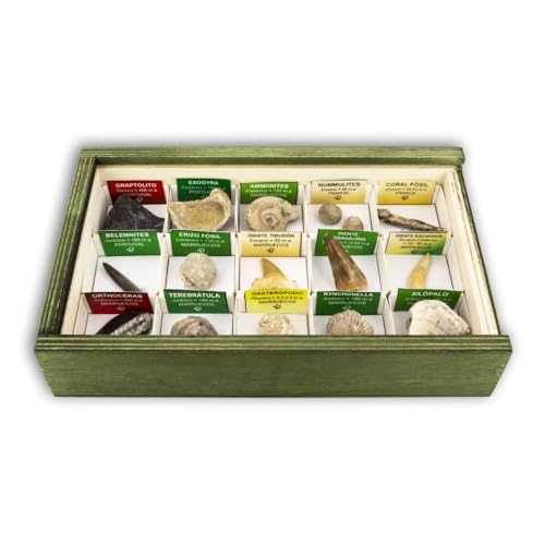 MINERALES Y FOSILES NANO Colección de 15 Fósiles del Mundo en Caja de Madera Natural - Fósiles Reales educativos con Etiqueta informativa a Color. Kit de Ciencia de Geología para niños.