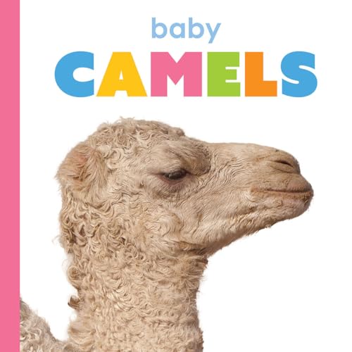 Baby Camels (Starting Out)