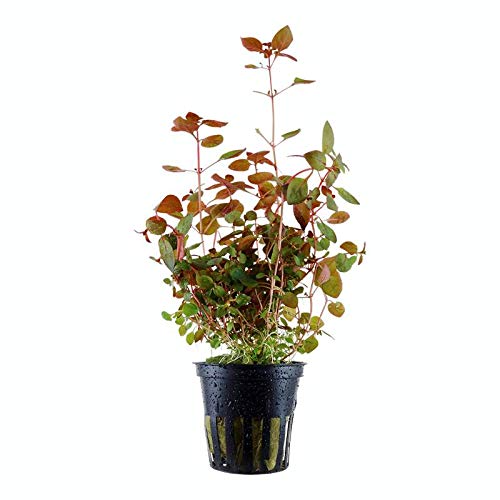 Aqua Essentials Ludwigia Mini Super Red