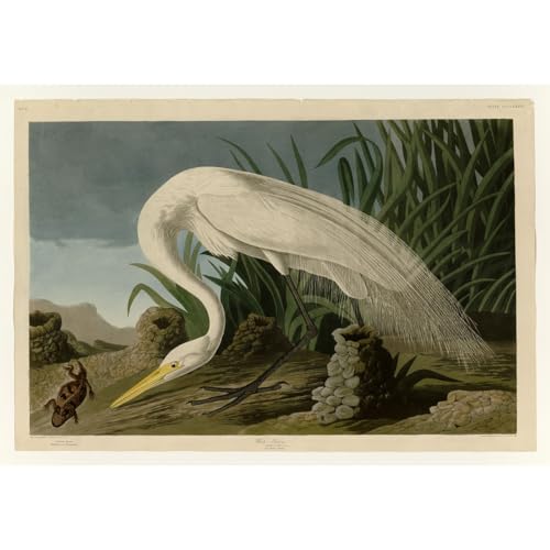Audubon Héron Blanc tableau haut de gamme ARTICULOZY impression toile salon