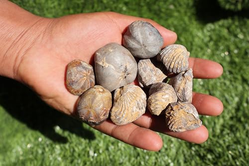 Image of Amazing Marine Fossil Collection: 4 Fossilized Sea Urchins and 6 Authentic Brachiopods, Perfect for Collectors and Natural Decor A170